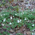 Anemone nemorosa